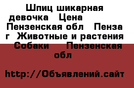 Шпиц шикарная девочка › Цена ­ 25 000 - Пензенская обл., Пенза г. Животные и растения » Собаки   . Пензенская обл.